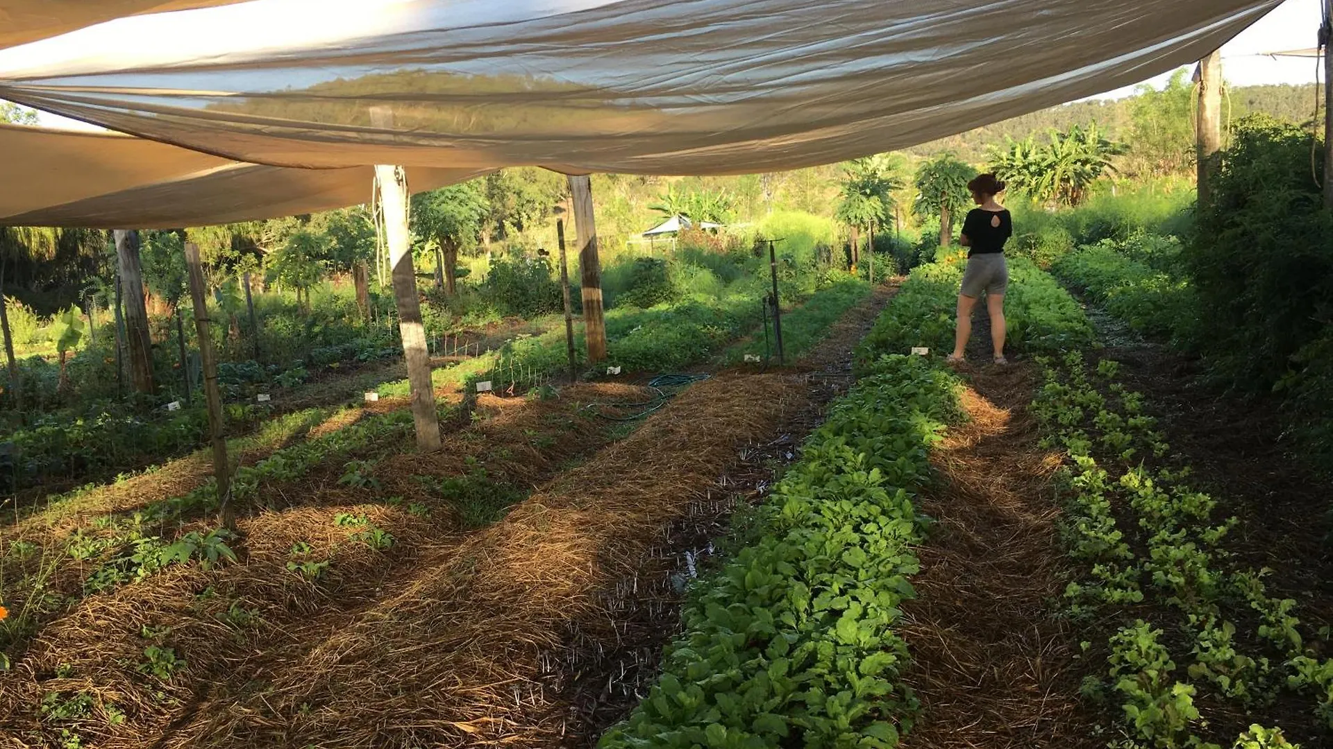 High Valley Dawn Permaculture Farm Yeppoon